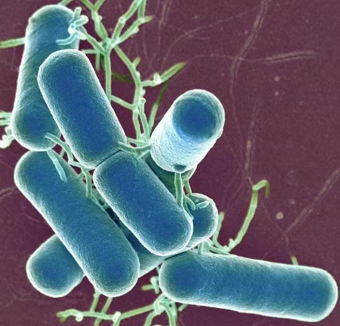 干酪乳桿菌代工 干酪乳桿菌代工